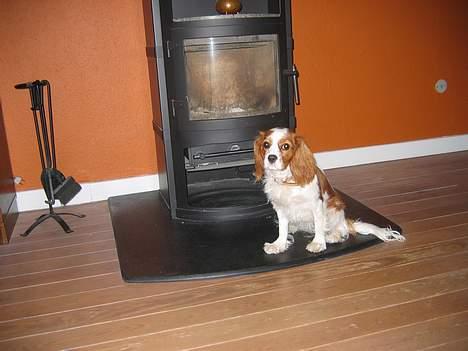 Cavalier king charles spaniel Havanna - Her ser i min lille søde hund foran brændeovnen. billede 1