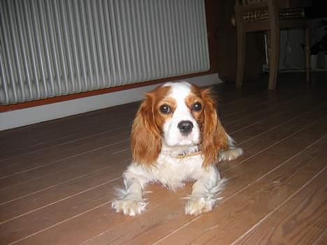 Cavalier king charles spaniel Havanna - Hmm... jeg tror hun blev træt. billede 2