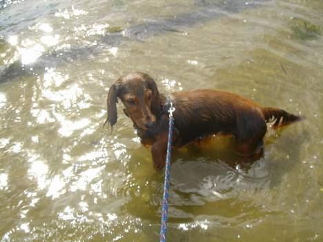 Gravhund Donna - Bade dag billede 6