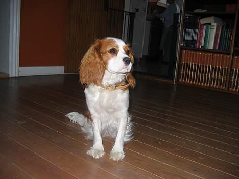 Cavalier king charles spaniel Havanna - her ser man lidt fornem ud. billede 3