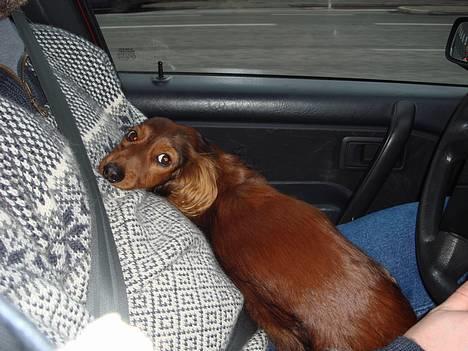 Gravhund Donna - Ude og køre med min far billede 7