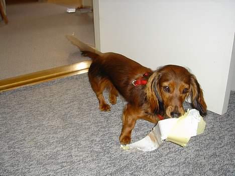 Gravhund Donna - Så leger vi altså billede 8