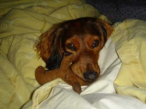 Gravhund Donna - Godnat billede 9