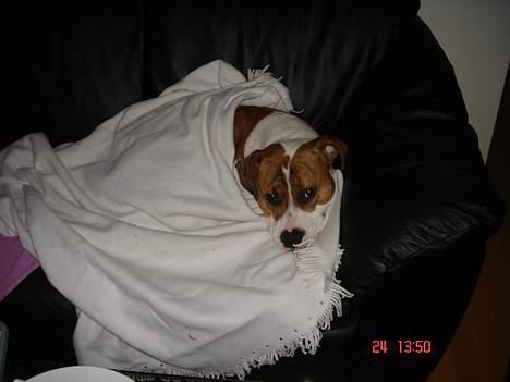 Blanding af racer Freja - hun frøs..  billede 6