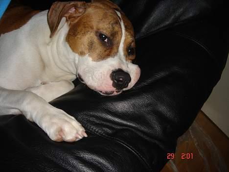 Blanding af racer Freja billede 7