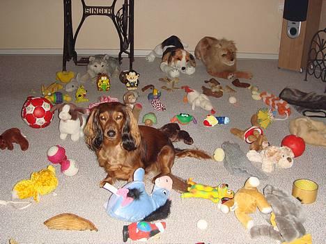 Gravhund Donna - Mit legetøj juhuuu billede 10