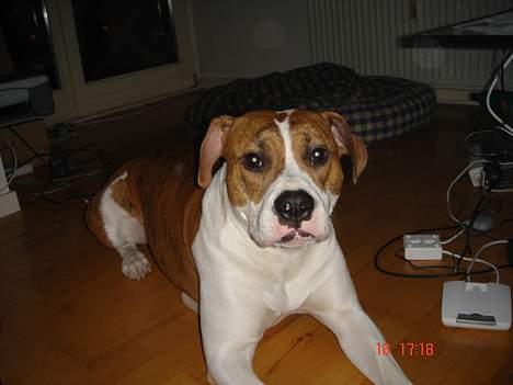 Blanding af racer Freja billede 8