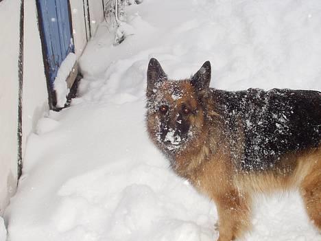 Schæferhund Sally # R.I.P # billede 17