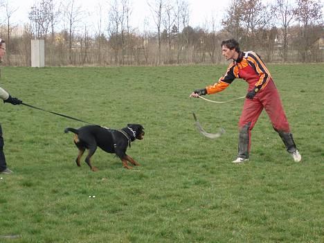 Rottweiler Tosca *Cue Beauty* - c-arb billede 13