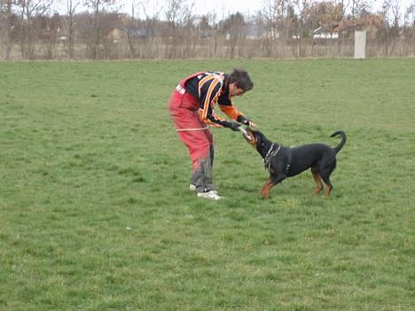 Rottweiler Tosca *Cue Beauty* - c-arb billede 14