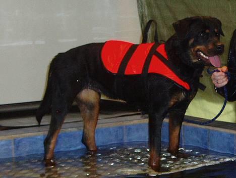 Rottweiler Tosca *Cue Beauty* - klar pirat til start... billede 15