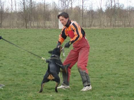 Rottweiler Tosca *Cue Beauty* - c-arb billede 16