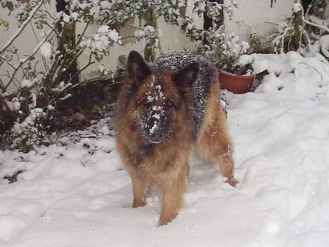 Schæferhund Sally # R.I.P # billede 18