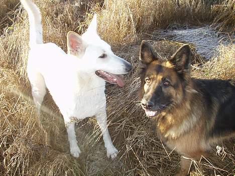 Schæferhund Sally # R.I.P # billede 19