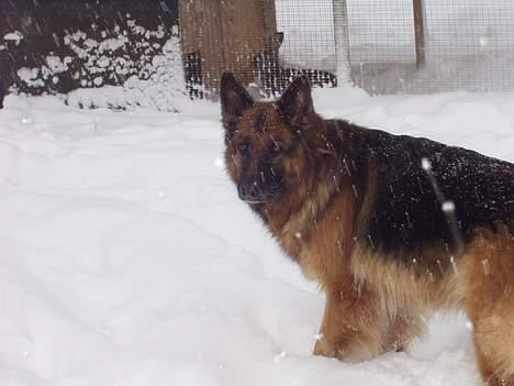 Schæferhund Sally # R.I.P # billede 20