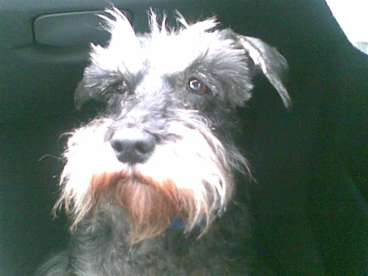 Dvaergschnauzer Chinon's Kiss N Tell  - Nyere billede:) billede 1