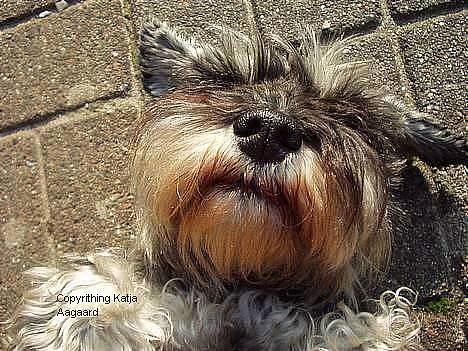 Dvaergschnauzer Chinon's Kiss N Tell  billede 2