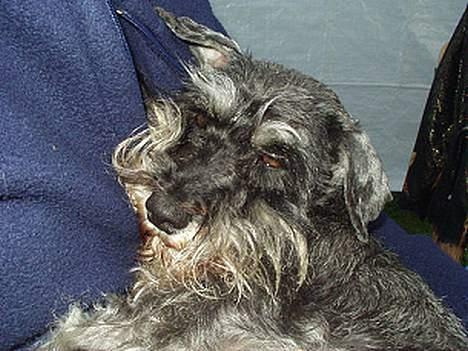 Dvaergschnauzer Chinon's Kiss N Tell  billede 3