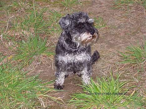 Dvaergschnauzer Chinon's Kiss N Tell  billede 4