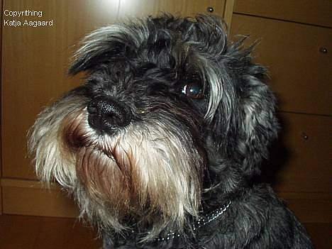 Dvaergschnauzer Chinon's Kiss N Tell  billede 5