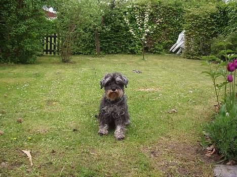 Dvaergschnauzer Chinon's Kiss N Tell  billede 6