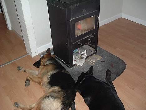 Blanding af racer king - king og line nyder varmen foran brændeovnen billede 11