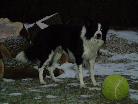 Border collie ... billede 2