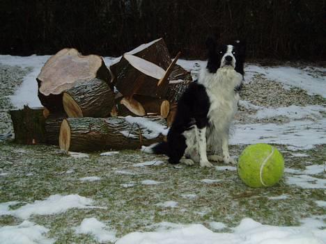 Border collie ... billede 3