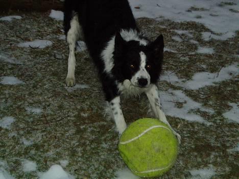 Border collie ... billede 4