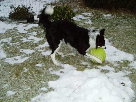Border collie ... billede 5