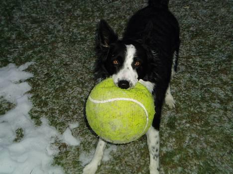 Border collie ... billede 7