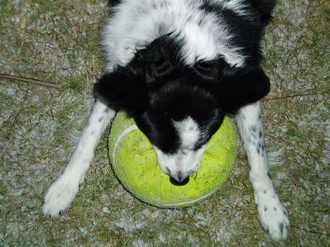 Border collie ... billede 8