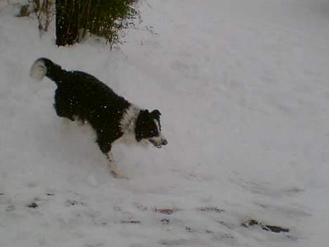 Border collie ... billede 9