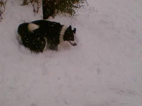 Border collie ... billede 10
