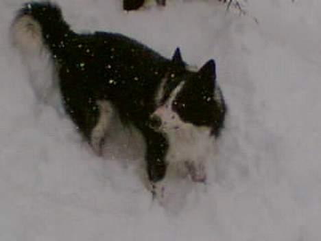 Border collie ... billede 11