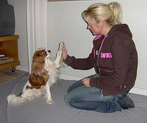 Cavalier king charles spaniel Lucky (i hundehimlen) billede 18