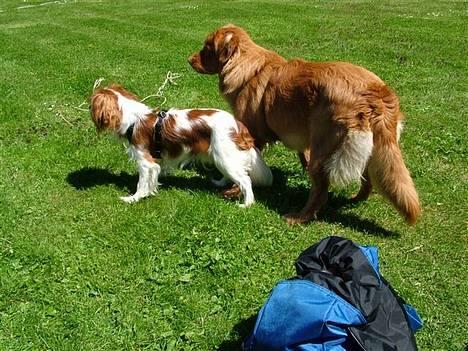 Cavalier king charles spaniel Lucky (i hundehimlen) billede 19