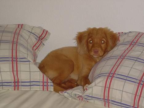 Nova scotia duck tolling retriever Bol Tol Jezebel - Jeg må da have en ordentlig seng at sove i! billede 3