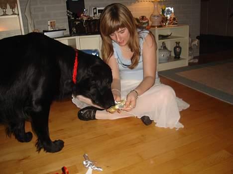 Flat coated retriever Gonzo - min ejer Louise og jeg.....OG DET ER JUL.... billede 14