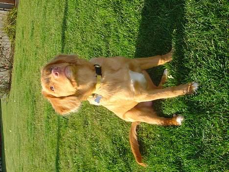 Nova scotia duck tolling retriever Bol Tol Jezebel - Jeg er rigtig god til at sitte! billede 4
