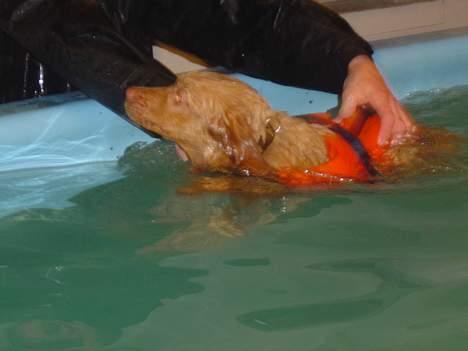 Nova scotia duck tolling retriever Bol Tol Jezebel - En af mine første svømmeture i en hundesvømmehal. Det er ikke sjovt. billede 5