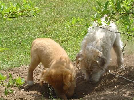 Nova scotia duck tolling retriever Bol Tol Jezebel - Vi er sikre på, at der er gemt noget rigtig spændende her. billede 7