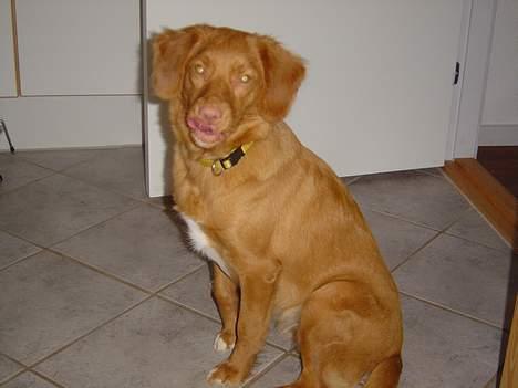Nova scotia duck tolling retriever Bol Tol Jezebel - "Er det en godbid du sidder med?" billede 9