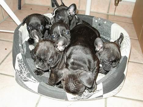 Fransk bulldog Bufas:) billede 7