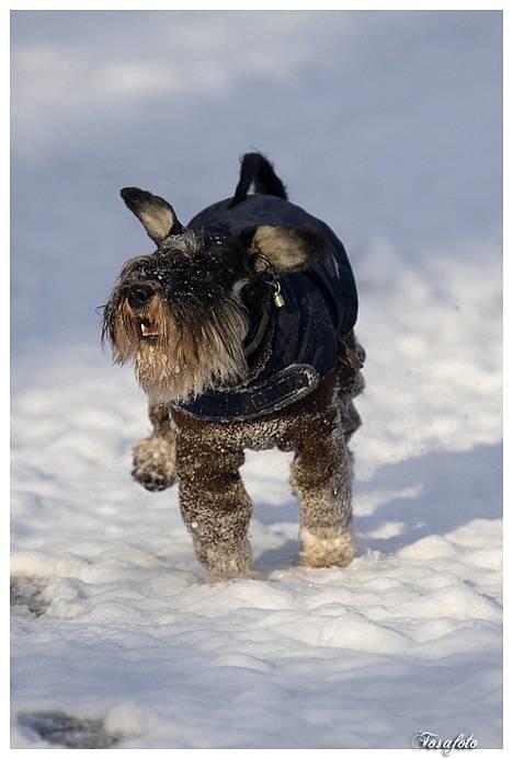 Dvaergschnauzer Sisse RIP-17.09.2010 - NYT 220107 billede 1