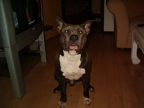 Amerikansk staffordshire terrier Devils Blue Rock (tyson) billede 9