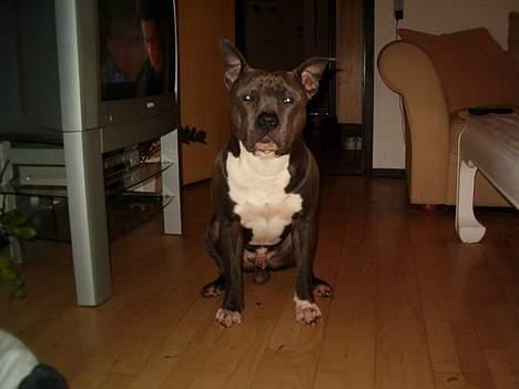 Amerikansk staffordshire terrier Devils Blue Rock (tyson) billede 10