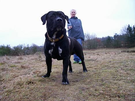 Blanding af racer BonZo billede 4