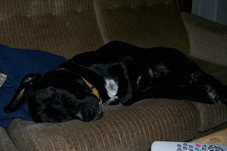 Blanding af racer BonZo billede 5