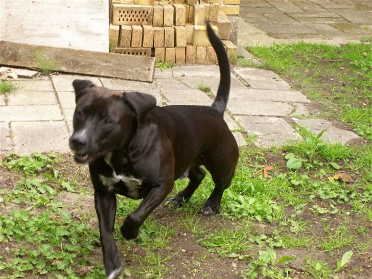 Blanding af racer BonZo billede 6